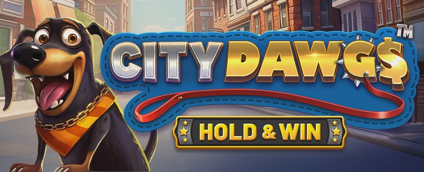 Join the City Dawgs! With 1024 ways to win, Hold & Win features, and exciting Bonuses, this game delivers nonstop action and top-tier rewards.